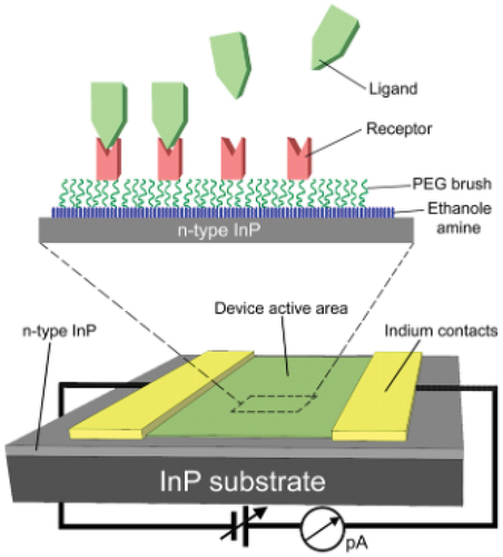 Figure 11. A schematic representation of an electronic InP biosensor for label-free detection. The device’s active area is functionalized via amination, PEGylation, and covalent coupling of biomolecular receptors to detect the presence of specific ligands. Reprinted with permission from [Citation239].