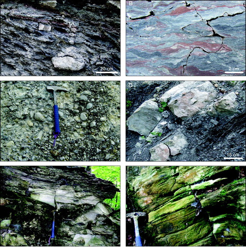 Figure 3. (A) Highly disrupted block-in-matrix fabric of the Argille varicolori characterized by intense fragmentation of the originally coherent succession (NE of Moglietto); (B) Polished hand sample of the matrix of the Argille varicolori of Figure 3A showing a layer-parallel extensional fabric characterized by pinch-and-swell structures and boudinage of the shaly layers; (C) Detail of the ‘Salti del Diavolo’ conglomerates (SE of Novarese); (D) Alternating calcareous turbidite and gray marl and clay of the Monte Cassio Flysch (NNE of Torrione); (E) Calcareous marl alternating with (F) light brown-yellowish hybrid turbiditic calcarenite of the Monte Cassio Flysch (NE of Moglietto).