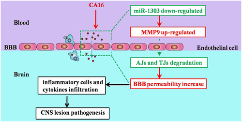 Fig. 8 Summary of the CA16-infected CNS lesion process.CA16 penetrates the BBB and enter the CNS by downregulating miR-1303, which induced the disruption of junctional complexes by directly regulating MMP9 and ultimately caused the pathological CNS changes