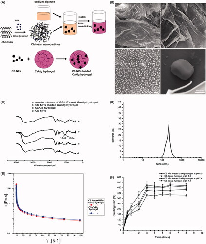 Figure 2. Schematic representation of CS NPs loaded CaAlg hydrogel preparation (A). SEM images of CS NPs loaded CaAlg hydrogel (B). FT-IR spectra of pure CS NPs, CaAlg hydrogel, simple mixture of pure CS NPs and CaAlg hydrogel, and CS NPs loaded CaAlg hydrogel (C). DLS analysis of the obtained CS NPs (D). Rheological flow curves of CS-CaAlg hydrogel and CS loaded NPs (E). In vitro swelling profile of CS NPs loaded CaAlg hydrogel and CS-CaAlg hydrogel in phosphate-buffered saline (pH 7.4 and pH 8.0 at 37 °C) for 24 h. Data are expressed as the mean ± standard deviation (n = 3) (F).