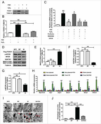 Figure 7. FSH represses autophagy induction by oxidative stress through a FOXO1-dependent mechanism in GCs. (A) Primary cultured GCs with 1 h of H2O2 (200 μM) exposure were rinsed in PBS, and grown in serum-free medium containing 7.5 IU/ml FSH for 2 h. The cell lysates were then collected for immunoblot analysis of FOXO1 expression. (B) Quantification of the FOXO1 protein level with densitometry. TUBA1A was used as the control for loading. Data represent mean ± S.E; n = 3. **P < 0.01; NS, not significant, P > 0.05. (C) GCs incubated with or without 200 μM H2O2 for 1 h were then rinsed in PBS, and grown in serum-free medium containing 7.5 IU/ml FSH for 2 h. Perifosine (AKT inhibitor, 10 μM), SB203580 (MAPK14 inhibitor, 20 μM), U0126 (MAPK1/3 inhibitor, 3 μM) was added 30 min before FSH treatment. qRT-PCR was performed to assess the effects of the FSH signaling antagonists on Foxo1 transcription. The relative expression level was normalized to that of Actb. (D) A Flag-tagged WT FOXO1 (FOXO1-WT) was transfected into cultured GCs. 24 h later, the protein levels of MAP1LC3B, SQSTM1 and p-MTOR in GCs was determined by western blotting. (E to G) Quantification of the MAP1LC3B-II accumulation, SQSTM1 degradation and MTOR dephosphorylation. TUBA1A served as the control for loading. Data represent mean ± S.E; n = 3. *P < 0.05, **P < 0.01; NS, not significant, P > 0.05. (H) GCs remained as an untreated control or were transfected with FOXO1-WT expression vector or blank control plasmid for 24 h. Cells were treated with or without FSH (7.5 IU/ml) during transfection. qRT-PCR was performed to measure the expression of autophagy-related (Atg) genes in GCs. The relative expression level was normalized to that of Actb. Data represent mean ± S.E; n = 3 in each group. ** Represents P < 0.01 compared with the non-plasmid control. # Represents P < 0.05 compared with FOXO1-WT group. (I) TEM imaging of the autophagic structures in GCs transfected with FOXO1-expressing plasmid in the presence or absence of FSH (7.5 IU/ml) as mentioned above. Bar: 1 μm. Enlarged images (below) show clearer autophagic vacuoles (red arrows). (J) Number of autophagic vacuoles per cell section in GCs. Bar graphs are mean ± S.E of results from 10 cell sections. **P < 0.01; NS, not significant, P > 0.05.