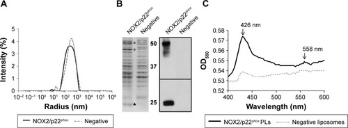 Figure 3 In vitro physicochemical characterization of NOX2/p22phox and negative liposomes.Notes: (A) Particle size distribution of NOX2/p22phox and negative liposomes by DLS. (B) Coomassie blue staining of NOX2/p22phox and negative liposomes (The * and ▲ indicate the location of NOX2 and p22phox respectively) and Western blot analysis of NOX2/p22phox and negative liposomes using monoclonal antibodies against NOX2 and p22phox. (C) Dithionite-reduced minus-oxidized spectra of NOX2/p22phox and negative liposomes.Abbreviations: DLS, dynamic light scattering; OD, optical density; PLs, proteoliposomes.