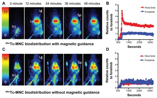 Figure 6 Dynamic scintigraphy of 99mTc-MNC biodistribution with (A) and without (C) magnetic guidance. The time versus relative radioactivity counts in the hind limb with respect to the forelimb were calculated for comparison (B and D). Magnetic guidance was achieved by application of an NdFeB magnet (0.5-T) placed by the left iliac artery of the rat.Note: The image intensity was normalized to the steady blood pool mean radioactivity counts in the forelimb region around 10 minutes post injection.Abbreviations: MNC, magnetic nanocarrier; Lg, lung; Lv, liver; Inj, injection site; Sp, spleen; arrow heads, catheter for tracer injection.