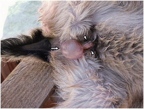 Figure 1. Epispadias exstrophy complex in a goat-kid. Observe the protruding bladder (arrow) and the catheterized urethra (arrowhead).