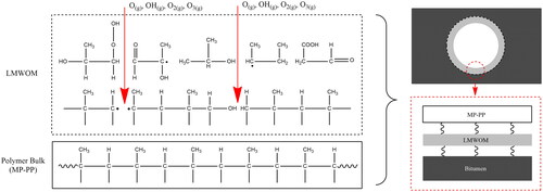 Figure 4. Schematic of the chain-scission and oxidation reaction resulting in the formation of LMWOM and a boundary layer on the surface of the polymer.