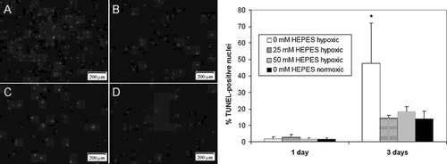 Figure 6 HEPES reduces TUNEL staining in hypoxic (0%) monolayer cultures. Data shown is percent TUNEL-positive cells in NRVM monolayers plated at low density (3 × 104 cells/cm2) in 0% oxygen at three different HEPES concentrations: 0 mM (A), 25 mM (B), and 50 mM (C). Normoxic (20% oxygen) cultures with 0 mM HEPES (D) were used as a positive control. Error bars represent mean ± standard deviation of 6 measurements from 2 cell cultures for each condition (* p < 0.05 vs. all other samples).
