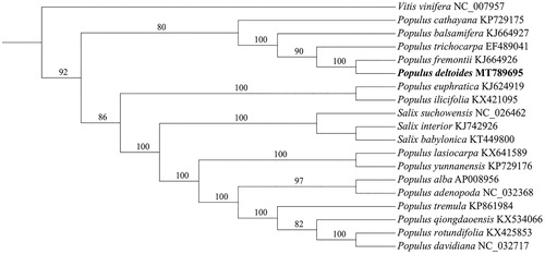 Figure 1. Phylogenetic tree was built with NJ methods using MEGA version 6.0 program based on 19 chloroplast genome sequences, and three taxa from Salix and Vitis vinifera were served as outgroups. Bootstrap support values (%) are indicated in each node. The accession numbers of chloroplast genome sequence for this tree construction are listed as follows: Populus alba (AP008956), Populus adenopoda (NC_032368), Populus balsamifera (KJ664927), Populus cathayana (KP729175), Populus euphratica (KJ624919), Populus fremontii (KJ664926), Populus davidiana (NC_032717), Populus ilicifolia (KX421095), Populus qiongdaoensis (KX534066), Populus rotundifolia (KX425853), Populus trichocarpa (EF489041), Populus deltoids (MT789695), Populus yunnanensis (KP729176), Populus tremula (KP861984), Populus lasiocarpa (KX641589), Salix suchowensis (NC_026462), Salix interior (KJ742926), Salix babylonica (KT449800), and Vitis vinifera (NC_007957).