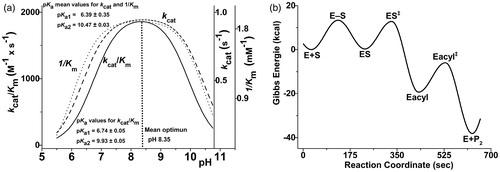 Figure 1. (a) Merged graphs of the dependencies of Michaelis–Menten parameters, kcat/Km, kcat and 1/Km, versus the pH-value of the hydrolysis of Suc-AAA-pNA by PPE, and (b) energy diagram of hydrolysis of Suc-AAA-pNA by PPE (the value of Arrhenius pre-exponential factor was assumed as 6 × 1012 s−1).