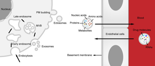 Figure 1 Biogenesis of extracellular vesicles (EVs) and transport across the blood–brain barrier (BBB). Two subtypes of EV, exosomes and ectosomes, represent two different biogenesis. Exosomes are derived from endosome pathway, while ectosomes are formed directly through plasma membrane budding. EVs can cross the BBB easily. On the one hand, various components, including nucleic acids, proteins, amino acids and metabolites in the EVs can be transported from the central nervous system (CNS) to peripheral biofluids, on the another, RNAs (including circular RNA, short hairpin RNA and small interfering RNA) and drug molecules (such as catalase, dopamine and Edaravone etc.) can be delivered to the CNS.
