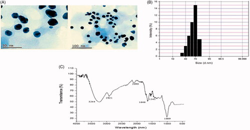 Figure 2. (A) Transmission electron microscopy (TEM) examination images provide the size and morphological characteristics of Ps-AgNPs. (B) Dynamic light scattering measurements show particle size distribution of synthesized Ps-AgNPs. (C) FTIR spectral analyses of various functional groups responsible for the reduction of silver nitrate into silver nanoparticles.