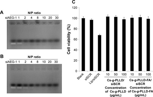 Figure 3 Electrophoretic migration of AEG-1 siRNA, Cs-g-PLLD/siAEG-1 (A), and Cs-g-PLLD-FA/siAEG-1 (B) complexes at various N/P ratios. (C) The cytotoxicities of Cs-g-PLLD or Cs-g-PLLD-FA in 143B cells were evaluated using the MTT assay.Note: Error bars represent standard deviations calculated from three independent experiments.Abbreviations: N/P, nitrogen/phosphorus; FA, folic acid; PLLD, poly (L-lysine) dendrons; AEG-1, astrocyte elevated gene-1; Cs-g-PLLD-FA, a novel nanoscale polysaccharide derivative prepared by click conjugation of azido-modified chitosan with propargyl focal point PLLD and subsequent coupling with FA; siSCR, scrambled small interfering RNA; Lip, Lipofectamine 2000.