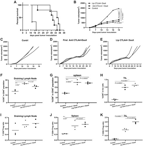 Figure 3 Liposomal delivery increases the efficiency of combination therapy of anti-CTLA-4 with Doxil. (A) survival analysis mice bearing B16 tumor, liposomal increases survival significantly in combination therapy when replaced with non-liposomal treatment, Mantel-Cox test shows statistically significant differences between treatment groups (p<0.001). (B) Comparison between tumor size of different groups, combining therapy with liposomal before Doxil reduced the tumor size in comparison to other groups. (C–E) Tumor size progression graph for each treatment groups, individually. (F) %CD8+ in CD 45+ population of DLN. (G) %CD8+ of in CD 45+ population spleen. (H) %CD8+ in live cells of tumor microenvironment. (I) TCD8+/T reg ratio in DLN. (J) TCD8+/T reg ration in spleen. (K) TCD8+/T reg ratio in TIL, liposomal administration before Doxil increased TCD8+/T reg ration ratio compared to non-liposomal treatment (*p<0.05, **p<0.01, ***p<0.001, ****p<0.0001).