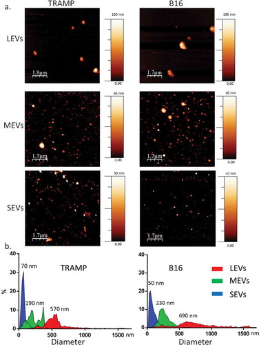 Figure 1. Imaging of different EV subpopulations. (a) Atomic Force Microscopy (AFM) topography image of the large EV (LEVs), medium EV (MEVs) and small EV (SEVs) preparations adsorbed onto mica (scale bars as indicated; colorimetric scale indicates the maximum height detected in each image). (b) Size distribution obtained from analysis of AFM images such as in (a). A total of 513 (TRAMP), 433 (B16) objects were analysed for LEVs, more than 2000 objects for MEVs and SEVs. Numbers on graphs indicate the diameter, in nm, of each peak indicated for LEVs, MEVs and SEVs from TRAMP and B16, respectively.