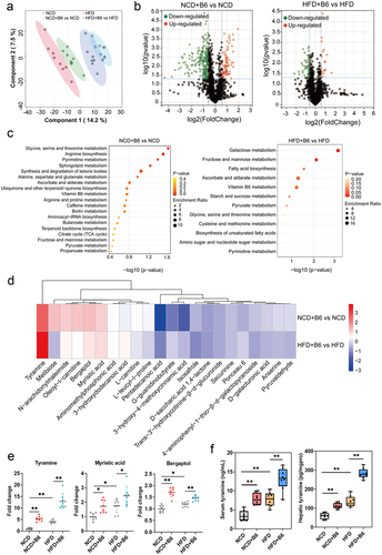 Figure 5. Metabolomic analysis of the metabolite profiles in mice. (a) OPLS-DA score plots of serum metabolite profiles in the NCD, NCD+B6, HFD, and HFD+B6 groups. (b) Volcano plot illustrating the altered metabolites. Each dot represented a metabolite. (c) The bubble plot of KEGG pathway enrichment analysis. (d) Alterations of common differential metabolites in the NCD+B6 group compared to the NCD group, and HFD+B6 group compared to the HFD group. (e) Alterations of specific metabolite levels in serum. (f) The concentration of tyramine in the serum and liver using the targeted quantitative determination. N=8 per group, error bars show the mean ± SD, *p < .05, **p < .01.