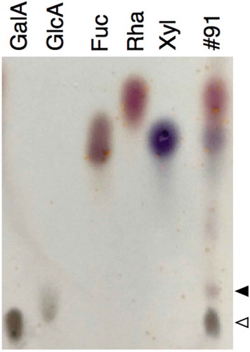 Figure 4. Thin-layer chromatography separation of acid hydrolysate of polysaccharide in fraction 91.Lanes GalA, GlcA, Fuc, Rha, and Xyl were spotted with authentic d-galacturonic acid, d-glucuronic acid, l-fucose, l-rhamnose, and d-xylose, respectively. Lane #91 was spotted with acid hydrolysate of the polysaccharide contained in fraction 91 after separation on ion exchange column (Figure 3). White and black arrowheads denote the spot of d-galacturonic acid and an unidentified substance, respectively.