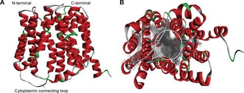 Figure 4 3D structure of NorA efflux pump.