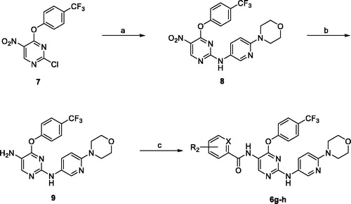 Scheme 1. Synthesis of compounds 6g–h. Reagents and conditions: (a) 6-morpholinopyridin-3-amine, pyridine, THF, rt, 12 h; (b) H2, 10% Pd/C, MeOH, rt, 12 h; (c) appropriate acyl chloride, DIPEA, DCM, −78 °C to rt, 2 h.