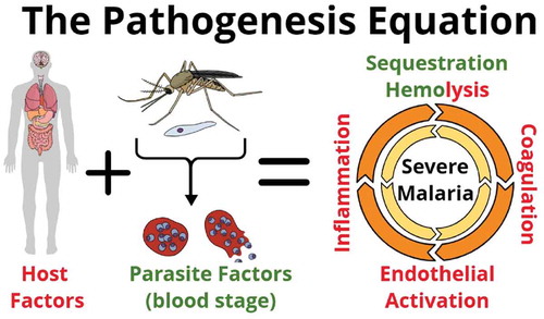 Figure 1. Severe malaria pathogenesis: Both host and parasite factors contribute to the pathogenesis of severe malaria (SM). Key mechanisms include, sequestration of infected erythrocytes in the microvasculature of vital organs, hemolysis, inflammation, coagulopathy, endothelial activation, and microvascular injury. Each of these mechanisms may amplify another, leading to multi-organ failure and death.