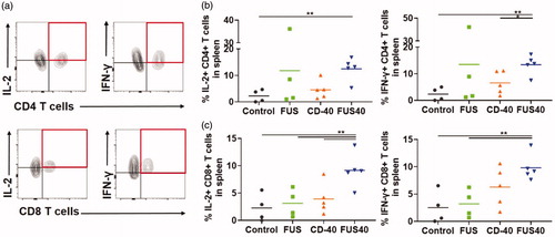 Figure 4. FUS40 revived the production of effector cytokines from melanoma specific CD4+ and CD8+ T cells in spleen. B16F10 melanoma bearing mice treated sequentially with FUS and anti-CD-40 agonistic antibody were sacrificed and spleen was evaluated for TRP-2 specific immunity in an ex vivo stimulation assay. (a) Flow cytometry contour plots representing the gating strategy for CD4+ and CD8+ T cells producing IL-2 and IFN-γ. (b) IL-2 and IFN-γ secreting CD4+ T cells in splenocytes after ex vivo TRP-2 stimulation were significantly increased by the FUS40 compared to control. Differences were analyzed by an unpaired t test assuming unequal variance. (c) The highest frequency of CD8+ T cells producing IL-2 and IFN-γ was observed in FUS40. *p < .05, **p < .01, one-way ANOVA followed by Fisher’s LSD without multiple comparisons correction.