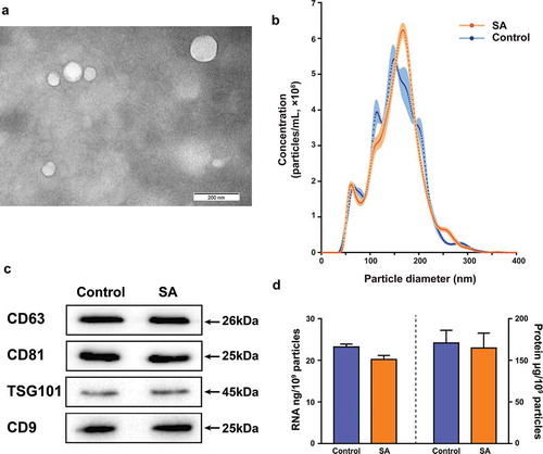 Figure 1. Isolation and characterization of MEVs. (A) Electron microscopy images of EVs isolated from bovine milk. The field image was obtained at 100,000× magnification. (B) Comparison of particle size distribution of MEVs isolated from the control group (green, n = 3) and the SA group (red, n = 6) samples. The dots represent the mean value, and the shading represents the SD. (C) Western blot analysis of surface marker proteins on isolated MEVs from the control group and the SA group samples. (D) RNA to particle ratio and protein to particle ratio for MEVs isolated from the control group and the SA group samples. The standard errors of the means (SEMs) are indicated by error bars