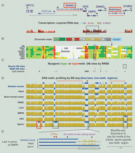 Figure 3.  Sperm-specific hypomethylation in DMPK and neighboring testis-specific RSPH6A and BHMG. (A) RNA-seq profiles (not strand-specific) for the four indicated, color-coded cell cultures are shown in overlaid format (~128-kb region at chr19:46,199,767–46,327,565). The RNA-seq analysis was done on >200 nt poly(A)+ RNA. Only one DMPK isoform and the 3′ ends of QPCTL and SYMPK are shown. (B) Chromatin state segmentation as in Figure 2. (C) CpGs that were significantly hypomethylated or hypermethylated in skeletal muscle or MbMt versus nonmuscle samples determined from RRBS datasets. (D) BS-seq profiles indicating regions that had significantly lower methylation relative to the rest of the genome (LMRs) by blue bars. Dotted red lines, positions of the BHMG1 and RSPH6A genes for orientation; boxes in Panel D, LMRs described in the text. (E) Expanded view of the region from the 3′ end of the terminal exon 15 to intron 10 of DMPK (chr19:46,272,873–46,275,370; 2.5 kb). All but the upstream end of this region overlaps a CpG island. Arrowhead, CTG repeat in the 3′ UTR of DMPK; dotted box, 0.8-kb sperm-specific LMR; circles, G-quadruplex (G4) motifs (G3+N1–7G3+N1–7G3+N1–7G3+).DM: Differentially methylated; ESC: Embryonic stem cell; HUVEC: Human umbilical vein endothelial cell; LCL: Lymphoblastoid cell line; LMR: Low-methylation region; Mb: Myoblast; NHEK: Normal human epidermal keratinocyte; NHLF: Normal human lung fibroblast; K562: Chronic myelogenous leukemia cell line; IMR90: Fetal lung fibroblast cell line; PBMC: Peripheral blood mononuclear cell; RRBS: Reduced representation bisulfite sequencing.
