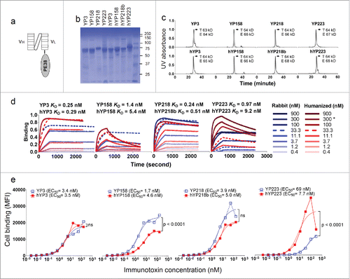 Figure 6. The characterization of immunotoxins with humanized scFvs and original RabMAb scFvs. (a) Schematic cartoon of a monovalent scFv-based immunotoxin. (b) SDS-PAGE of purified immunotoxins. (c) Size-exclusion chromatogram of purified proteins. T: theoretical molecular weight calculated from the protein sequence. E: experimental molecular weight calculated by the MALS. (d) Association and dissociation curve on purified proteins, measured on the Octet platform. *: for hYP223IT, 282.6 nM instead of 300 nM immunotoxin protein was used. (e) Immunotoxin binding curve on H9 cells by flow cytometry. BL22 is an irrelevant immunotoxin (anti-CD22) used as a negative control.