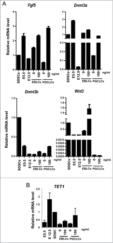 Figure 7. The expression of epiblast marker genes and epigenetic modification key gene TET1. (A) Q-PCR analysis of epiblast marker genes, Dnmt3a, Dnmt3b, Wnt3 and Fgf5. Cells from SDSCs, E 5.5 and E 12.5 were analyzed and E 5.5 and E 12.5 were used as epiblast control and PGCs control, respectively. ActA promoted epiblast marker genes expression both in EBLS differentiation and the co-culture stage. But, Wnt3 was not upregulated in 6 day PGCLCs whether treated with ActA or not. (B) Q-PCR analysis of TET1. The expression level was high in E 12.5 PGCs and SDSCs. In cells differentiated in vitro, its mRNA level was relatively low compared to that in vivo. But ActA treatment resulted in an elevating TET1 expression level.