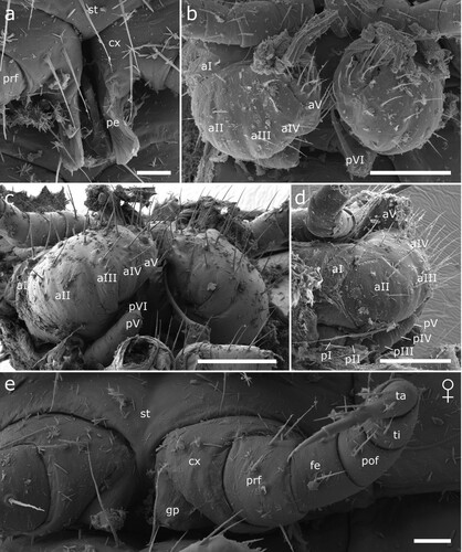 Figure 17. Male (a-d) and female (e) sexual characters of Siphonethus obtusus sp. nov. (NZAC03038954) from New Zealand, male, SEM images. (a) Coxa of leg pair 2 with gonopore, ventral view. (b-d) Gonopods. (b) Ventral view. (c) Posterior view. (d) Lateral view. (e) Female, second leg pair with gonopore, ventral view. Scale: a, e = 20 µm, b-d = 100 µm. Abbreviations: aI-aV = podomeres of anterior gonopod, cx = coxa, fe = femur, gp = gonopore, pe = penis, pI-pVI = podomeres of posterior gonopod, pof = postfemur, prf = prefemur, st = sternite, ta = tarsus, ti = tibia.