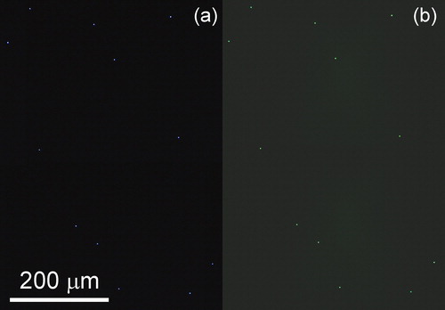 Figure 10. Optical microscope images of fluorescent particles deposited on a PNS wafer. Particle diameter is 0.18 µm. (a) Images were taken under dark-field mode and (b) images under fluorescence mode.