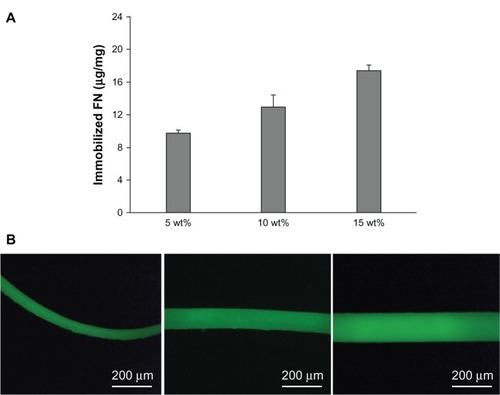 Figure 5 (A) Quantity of fibronectin (FN) covalently immobilized on three different structures of fibrinogen (Fbg) fibers after a 6-hour cross-linking reaction (n = 3). (B) Fluorescent micrographs of FN-grafted Fbg microfibers (different magnifications).Note: Images show the uniform grafting of adhesion protein on Fbg surfaces.