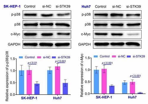 Figure 4. Knockdown of STK39 induced the decreasing of the ratio of p-p38/p38. The expression of p-p38, p38 and c-Myc in HCC cells was determined with the western blotting. Each experiment repeated for three times. **p < 0.01 vs. si-NC