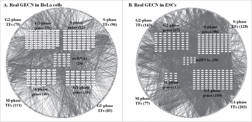 Figure 3. Real GECNs of HeLa and ES cells. The number of G1 and S phase TFs and genes, and G2 phase TFs decreased significantly in HeLa compared to that in ES cells; whereas the number of M phase TFs and genes increased significantly. In addition, the numbers of G1, S, and G2 phase TF regulations in HeLa cells also decreased compared to ES cells; whereas the number of M phase TF regulations increased. These results support the immortal nature of HeLa cells being due to dysregulation of genes at the G1/G2 checkpoint and cell cycle exit.