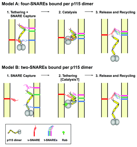 Figure 2. Models of p115 function in membrane tethering. Model A: in (1) the coiled-coil CC1 and CC4 domains of each polypeptide of the p115 dimer bind specific v- and t-SNAREs to tether vesicular and target membranes prior to the assembly of the SNARE complex and membrane fusion. In (2) the p115 tail undergoes an accordion-like collapse to bring the CC1 and CC4 regions closer together to facilitate the interaction of the four SNAREs to form a fusion-competent 4-helix bundle. The fidelity of tethering is achieved through the simultaneous binding of 4 SNAREs to the CC1 and CC4 domains of the p115 dimer. In (3) trans-SNARE complex formation ensues and p115 is released and recycles. Model B: in (1) SNAREs are captured by binding to dimeric CC1 and CC4 domains. The two captured SNAREs may be either bound to the same (shown) or opposing (not shown) membranes. In (2) SNARE complex formation is promoted and initial membrane tethering achieved. The process may be indirectly promoted or actively catalyzed by the one or more of the following: (1) capture of two SNAREs on opposing membranes (not shown), (2) membrane targeting by an activated Rab (shown), and/or collapse of the p115 tail (shown). In (3) trans-SNARE complex formation ensues and p115 is released and recycles.