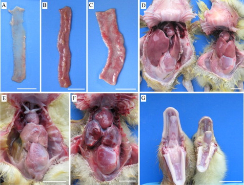 Figure 5. Gross lesions in geese which died from experimental infection with the JS1 or H GPV strains. A, D (right), and G (right) – JS1-infected group. B, E, and F – H-infected group. (A) Small intestine with thinned wall. (B) Small intestine with fibrinous exudate on the mucous surface. (C) Small intestine from the control group. (D) Liver dystrophy. Left, control. (E) Atrophied liver with fibrinous exudate on the surface. (F) Congested liver with fibrinous exudate on the surface. (G) Tongue and oral cavity with fibrinous pseudomembrane. Left, control. Bar = 20 mm.