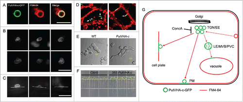 Figure 1. Expression and localization of PutVHA-c in Arabidopsis and yeast cells. (A) PutVHA-c colocalizes with FM4-64 in the endosomal compartment. (B and C) Endosomes containing PutVHA-c fuse with each other (B) and with the plasma membrane (C). (D) PutVHA-c partially localized to the tonoplast (indicated with an arrow, in the left plate) and to the stump of the cell plate (indicated with an arrow, in the right plate) labeled by FM4-64. The asterisk indicates the vacuole. (E and F) Expression of PutVHA-c promotes cell expansion in yeast (E) and Arabidopsis root (F). (G) A summary of the localization of PutVHA-c in plant cells. TGN/EE, trans-Golgi network/early endosome; LE/MVB/PVC, late endosomes/multivesicular body/prevacuolar compartment. PM, plasma membrane. ConcA, Concanamycin A.