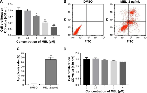 Figure S1 Effects of MEL on lung cancer and normal lung epithelial cells.