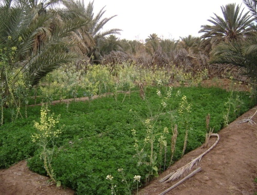 Figure 3. Fodder crops in the palm grove of the Ouargla Ksar.