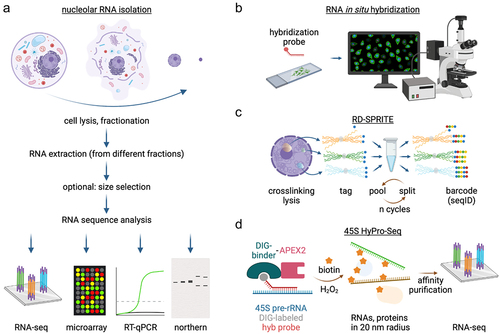 Figure 2. Overview of methods used to detect nucleolar RNAs. a) the most common methods used to date to study nucleolar RNA involve cell fractionation, RNA extraction from nucleolar and possibly other fractions, optional size selection, and subsequent analysis by high-throughput sequencing, microarray, RT-qPCR or northern blotting. b) RNA in situ hybridization has mainly been used at low throughput for validation of nucleolar RNA localization. c) RD-SPRITE (RNA&DNA split-pool recognition of interactions by tag extension) uses a combinatorial barcode-based sequencing approach to identify DNAs and RNAs located in close proximity to each other in nuclear space. d) 45S HyPro-Seq employs a hybridization-based approach to tag, capture and sequence RNAs within a distance radius of about 20 nm from the 45S rRNA. Created with BioRender.com.