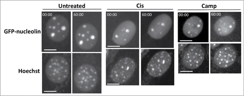 Figure 3. Bax/Bak are needed for SIGRUNB. GN-DKO MEFs were treated with 25 μM cisplatin (Cis) or 1 μM camptothecin (Camp) or left untreated. After 18 h, Hoechst 33342 was added to the culture medium and GFP-nucleolin and Hoechst fluorescence were monitored as described in Figure 1. The results shown (still images from time lapse imaging) are from the same field visualized separately for detection of GFP-nucleolin (upper panels) and Hoechst 33342 (lower panels). Indicated time points (min:s) are expressed relative to the first image selected for presentation (t = 00:00) which corresponds to the image captured at the beginning of the recording. Bar = 10 μm. The images shown are from representative experiments from 2, 3 and 2 independent experiments for untreated, Cis and Camp treated cells, respectively.