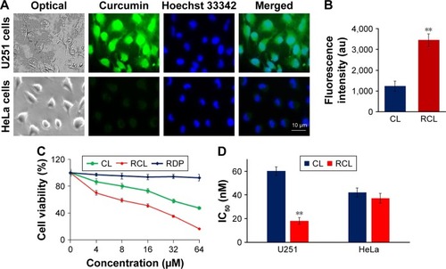 Figure 3 RCL specifically entered U251MG cells to inhibit the cell growth. (A) Fluorescence images of U251MG and HeLa cells treated with RCL for 6 h. (B) Fluorescence intensity of U251MG and HeLa cells treated with RCL. **p < 0.01 refers to a significant difference as compared to the CL group. (C) Cell viability was measured after the U251MG cells were respectively treated with the liposomes and RDP. (D) IC50 was calculated and compared between CL and RCL to determine the selective inhibitory activity of RCL on glioma cells. **p < 0.01 refers to a significant difference as compared to the CL group.Abbreviations: CL, curcumin liposome; RCL, RDP-modified curcumin nanoliposomes; U251, U251MG cells.