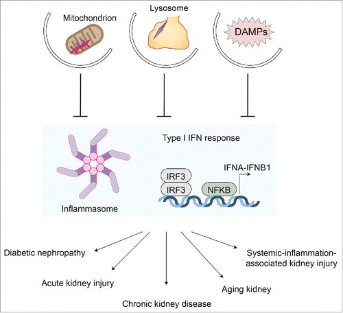 Figure 1. Autophagy and kidney inflammation. Autophagy suppresses excessive inflammatory responses, such as inflammasome activation and type I interferon responses, through the clearance of damage-associated molecular patterns (DAMPs) and damaged mitochondria (mitophagy). Autophagy of damaged lysosomes (lysophagy) also prevents activation of inflammatory responses. Excessive inflammatory responses are the fundamental basis for most kidney diseases, including acute kidney injury, chronic kidney disease, diabetic nephropathy, and the aging process, as well as systemic inflammation-associated kidney injury, which is often seen in sepsis patients. Thus, autophagy protects kidney from these insults via suppression of inflammatory responses. IRF3, interferon regulatory factor 3.