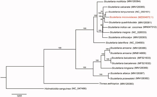 Figure 1. The maximum-likelihood (ML) tree was based on complete plastid genome sequences from 14 species of Scutellaria. Tinnea aethiopica (MN128380) and Holmskioldia sanguinea (NC_047486) were used as outgroups. The bootstrap support values with 1000 replicates were shown at each node.