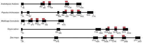 Figure 7 M20L gene structure: the positions (in base pairs from the translation start) of gene CDS are marked, to scale, with dark boxes while the thick lines correspond to introns. The TPX2 regions are marked with dark red lines.