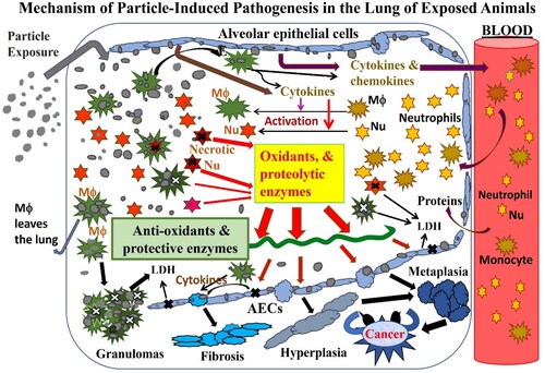 Figure 16. Diagram illustrating a proposed mechanism of particle-induced pathogenesis and carcinogenesis in the lungs that is mediated by epithelial cells and neutrophils. Sequence of events leading to dust-induced pathogenesis: (1) particles enter the alveoli and deposit on alveolar epithelial cells (AECs, light blue), causing some irritation or injury. (2) The dust-inflicted AECs turn on gene processes that produce elevated levels of cytokines, which recruit blood leukocytes (chiefly monocytes (brownDisplay full size) and neutrophils (orange✶) to the airspaces. Some of the cellular mediators are also released by resident alveolar macrophages (AM or Mφ, greenDisplay full size). (3) The incoming leukocytes, especially neutrophils, are activated by cytokines to increase their oxidant levels; monocytes become activated macrophages (AM, greenDisplay full size) and neutrophils become activated neutrophils (red✶). (4) Neutrophils are short-lived; apoptotic neutrophils and dust particles are phagocytized by AMs. (5) In animals exposed heavily to dust, AMs are overloaded with particles. Some of the dust-laden and dead AMs cannot leave the lung; they aggregate to produce granulomas. (6) The unphagocytized apoptotic neutrophils undergo necrosis (marked with x) and eventually release their oxidants and harmful enzymes onto the alveolar epithelium. (7) Some oxidants are destroyed by antioxidants and protective enzymes. (8) Oxidants and proteases released from neutrophils damage AECs. (9) If particles are below a threshold level, they can be removed by AMs and the inflammatory/damage cycle ends leading to repair. Above a threshold dust burden, persistent and chronic neutrophilic inflammation causes lung lesions to progress with time. (10) Fibroblasts proliferate on the wall of damaged epithelial areas, resulting in fibrosis. (11) Persistent and chronic oxidative damage to AECs can cause proliferation of type II AECs; some of these cells may eventually undergo hyperplasia, metaplasia, and, in the worst case, carcinogenesis.