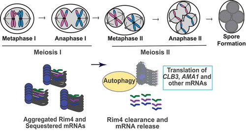 Figure 1. Model of meiotic chromosome segregation and the temporal regulation of Rim4’s autophagic degradation and release of mRNAs. Aggregated Rim4 binds CLB3, AMA1, and other mRNAs until meiosis II, when Rim4 is degraded by autophagy. The mRNAs are then translated for meiotic exit and spore formation.