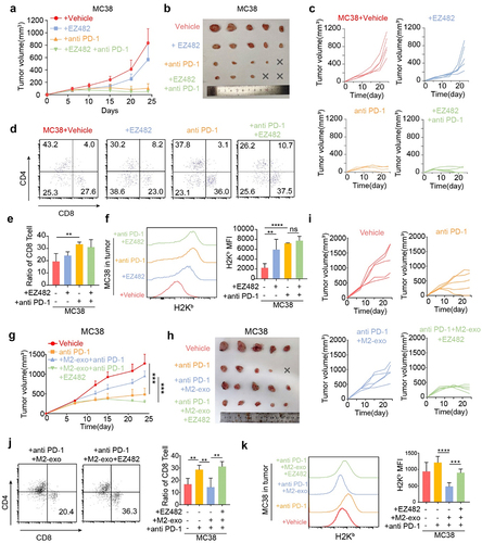 Figure 6. ApoE ligand, EZ-482, reverses ICB resistance induced by M2-exo. (A–C) Tumor means volume curve (A), harvest tumor image (B), and individual tumor growth curve (C) of MC38-bearing mice treated with Vehicle, EZ-482, anti-PD-1, or anti-PD1+EZ482. n = 5 per group. (D, E) Representative flow cytometry scatter diagrams of the CD4 and CD8 cells (D) and quantified the percentage of CD8+ T cells (E) in all CD3+ immune cells from MC38 tumors as indicated treatment. (F) Representative flow cytometric analysis and quantification of H2Kb MFI on MC38 cells in tumors of four groups above. (G–I) Tumor means volume curve (G), harvest tumor image (H), and individual tumor growth curve (I) of MC38-bearing mice treated with Vehicle, anti-PD1 antibody, anti-PD-1+M2-exo or anti-PD1+M2-exo+EZ482. n = 5 per group. (J) Representative flow cytometry scatter diagrams of the CD4 and CD8 cells and quantified the percentage of CD8+ T cells in all CD3+ immune cells from MC38 tumors as indicated treatment. (K) Representative flow cytometric analysis and quantification of H2Kb MFI on MC38 cells in tumors of four groups above. Error bars, SD. One-way ANOVA with Tukey’s multiple comparison posttest (E, F, J, K).