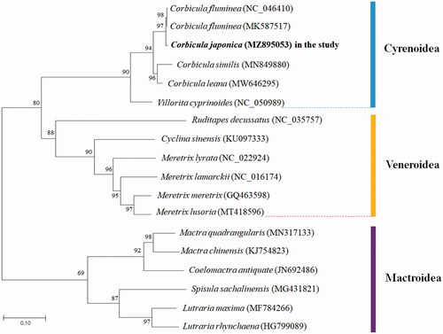 Figure 1. Phylogenetic tree constructed by maximum-likelihood method based on 18 Venerida complete mitochondrial genomes. All the bootstrap values after 1000 iterations are indicated at the nodes. The color bar presented the family.