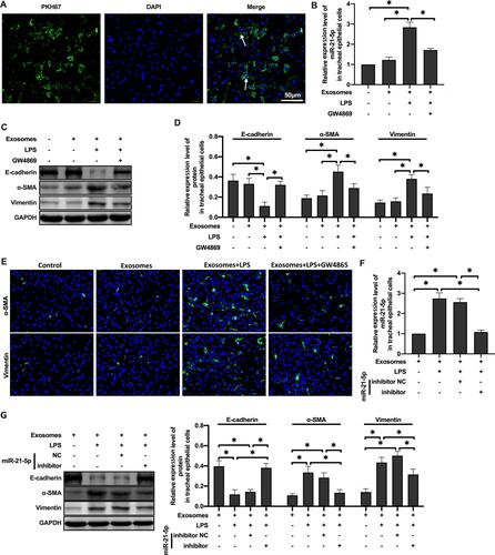 Figure 3 MiR-21-5p was transported to tracheal epithelial cells through exosomes and promoted EMT. The exosomes were labeled with fluorescent dye PKH67 and observed under a fluorescence microscope (A). The level of miR-21-5p in rat tracheal epithelial cells cocultured with exosomes isolated from the same amount of culture medium were analyzed by qRT-PCR analysis (B and F) (n=3–6). The levels of epithelial cell adhesion factor and stromal cell markers were analyzed by Western blot (C, D and G) (n=5). The levels of α-SMA and vimentin were analyzed by Immunofluorescence assay (E). Data were expressed as mean ± SD. *Indicates P < 0.05.