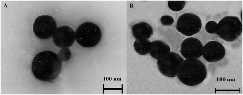 Figure 1. Transmission electron microscopy image of fusogenic pH-sensitive (A) and conventional (B) liposomes.