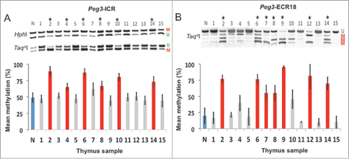 Figure 5. Distal enhancer regions may prove to be effective biomarkers. A-B: Aberrant DNA methylation comparison of the Peg3-ICR and the Peg3-ECR18. A: COBRA of the Peg3-ICR. B: COBRA of the Peg3-ECR18. Unmethylated DNA is denoted with a U. Methylated DNA is denoted with a M. Stars represent significant increases in DNA methylation compared to normal DNA (denoted by the letter N). Experimental samples are numbered 1–15. Red represents hypermethylation, gray represents no change, and blue represents normal/control levels.